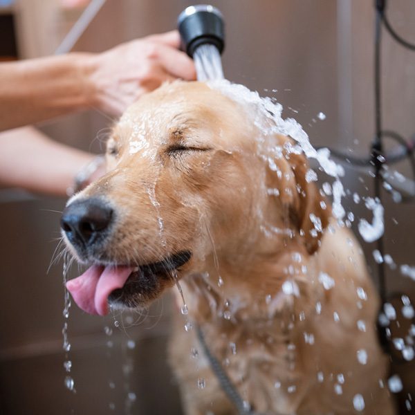 Dirty Dog Depot | Tega Cay, SC | dog with his tongue sticking out getting bathed