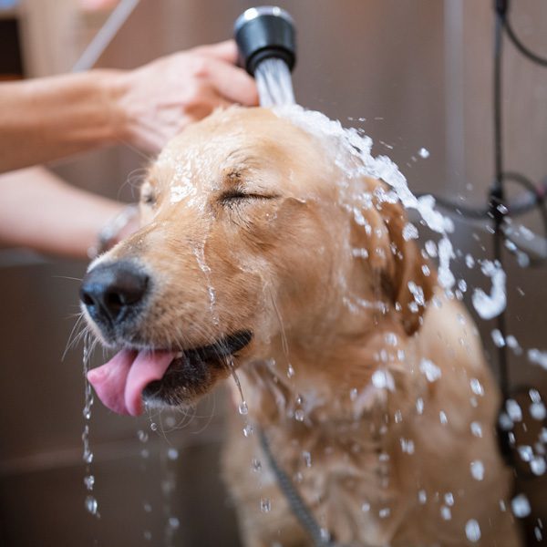 dog-tongue-GettyImages-1277453154