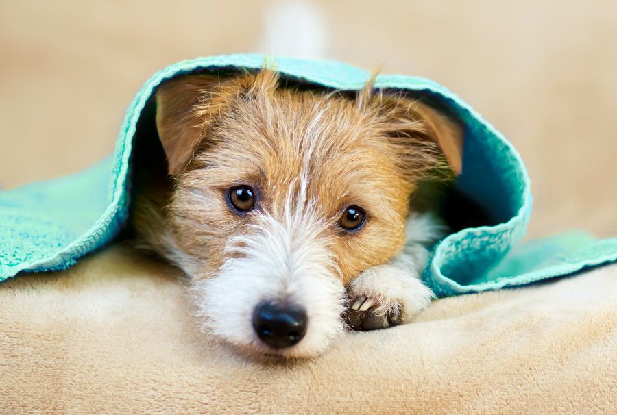 Dirty Dog Depot | Tega Cay, SC | cute puppyin teal towel after bath