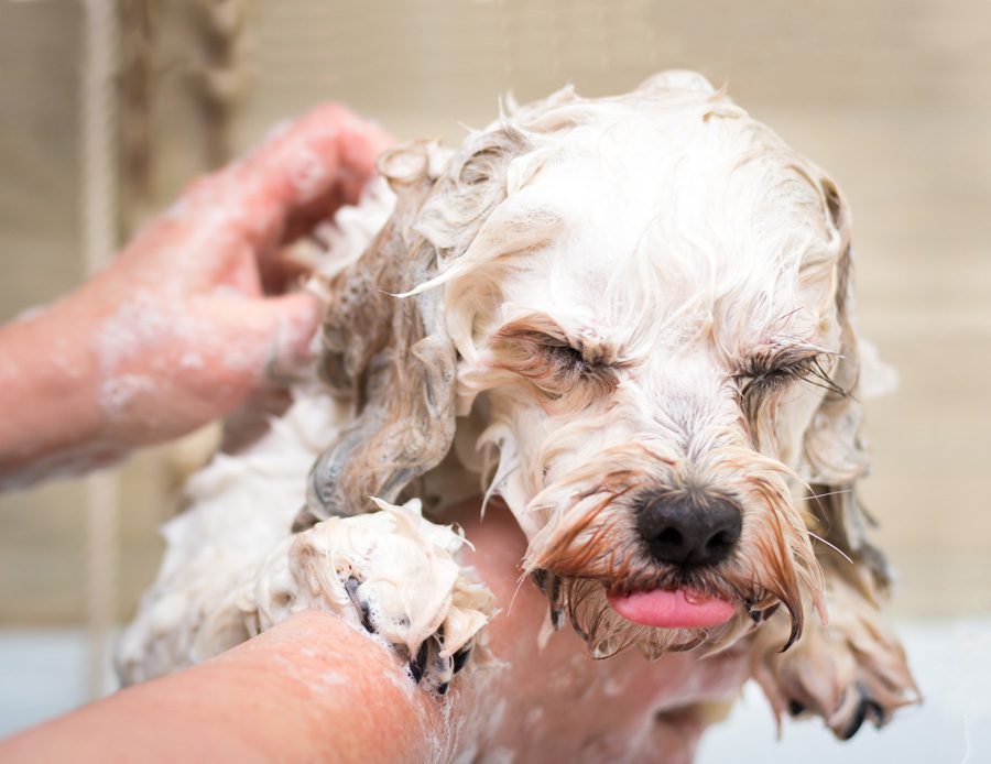 Dirty Dog Depot | Tega Cay, SC | white dog getting a bath
