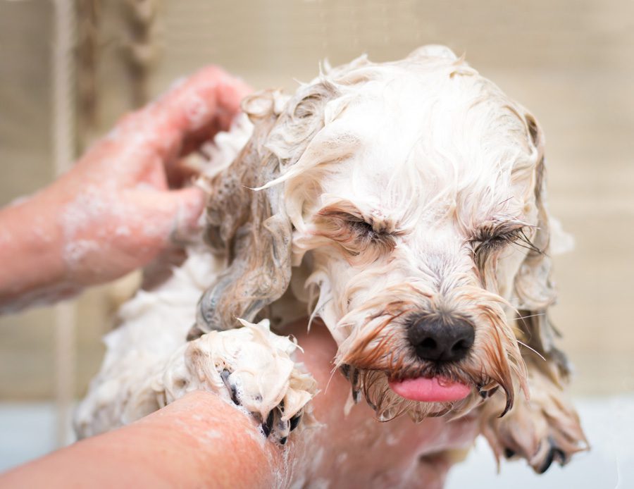 mobile-washing-puppy-GettyImages-646847616