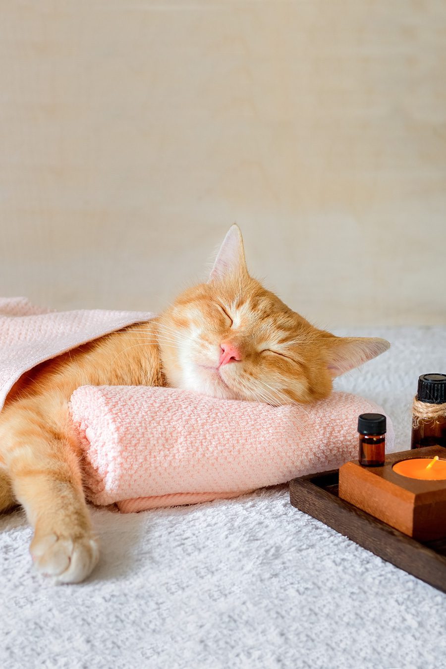 Dirty Dog Depot | Tega Cay, SC | pampered cat getting aromatherapy session