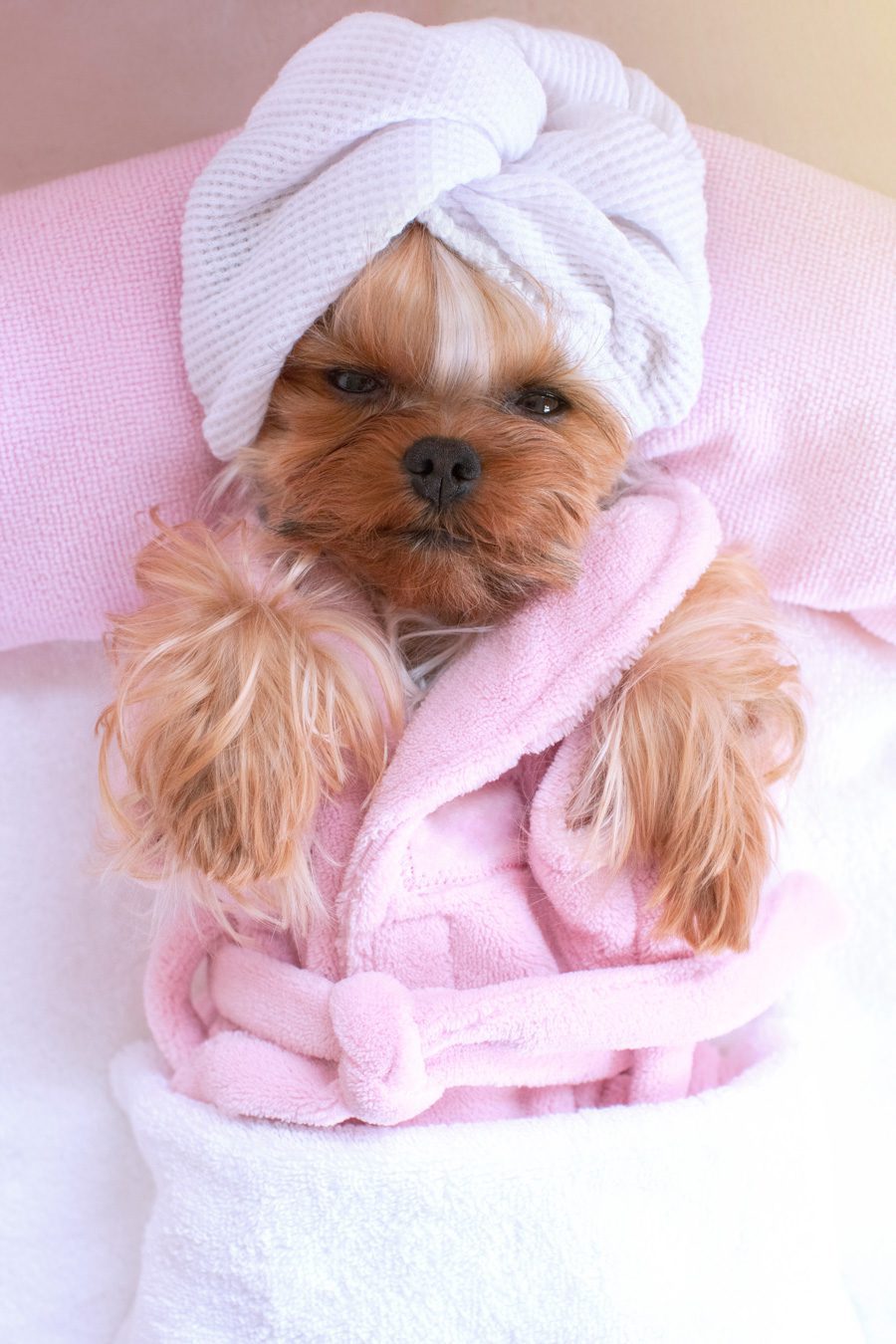 Dirty Dog Depot | Tega Cay, SC | pampered pup in pink bathrobe