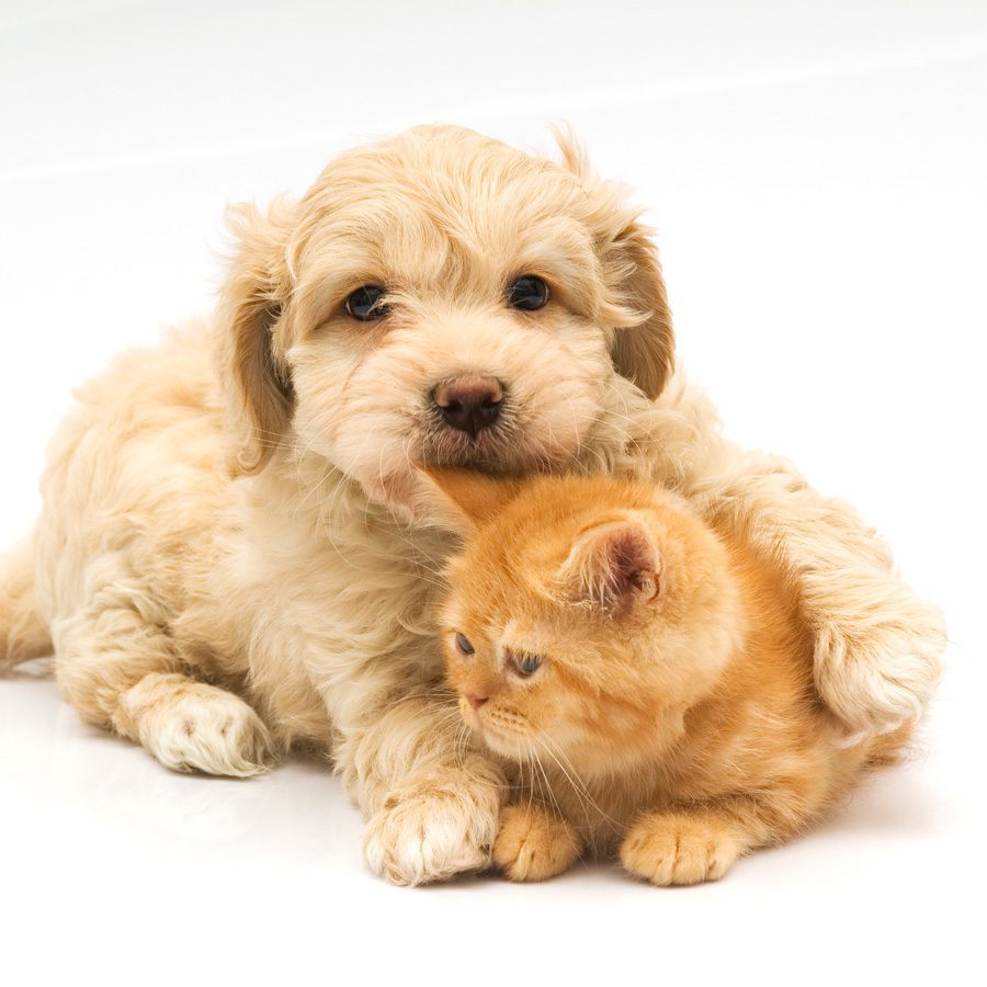Dirty Dog Depot | Tega Cay, SC | puppy and kitten nuzzling